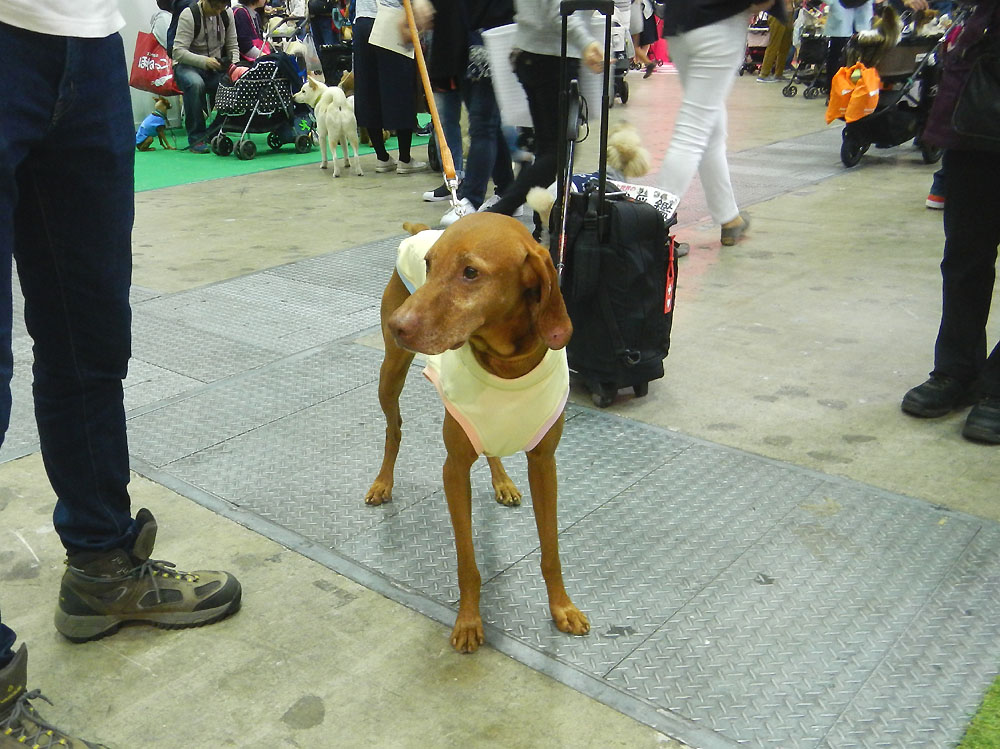 ハンガリー原産(Hungary)の超大型犬”ハンガリアン・ショートヘアード・ビズラ犬『リーティ』君”のご紹介です。